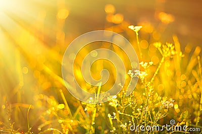 Beautiful fresh morning with sun rays Stock Photo