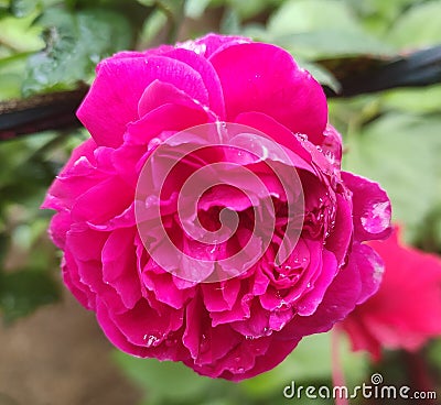 Beautiful fresh multi colour flower Stock Photo