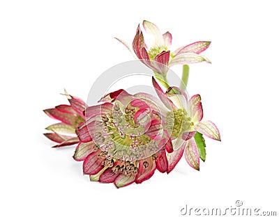 Beautiful fresh pink astrantia flowers isolated Stock Photo