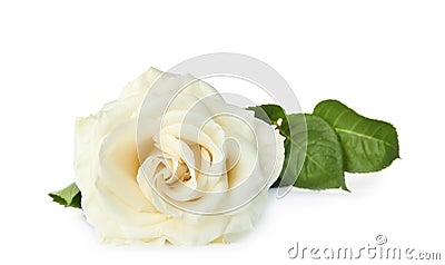 Beautiful fresh rose on white background. Stock Photo