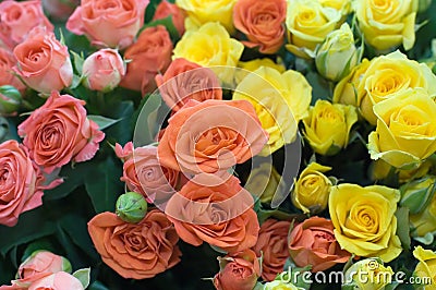 Beautiful fresh roses background Stock Photo