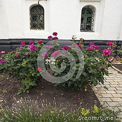 Beautiful fresh roses in June near the Kyivo-Pecherska Lavra Stock Photo