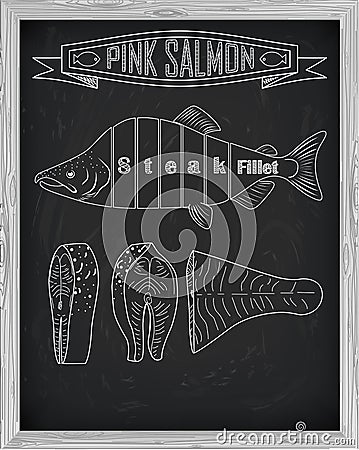 Beautiful fresh salmon closeup side view drawn with chalk. Pink Vector Illustration