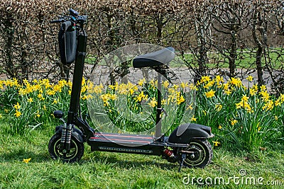 Beautiful fresh spring daffodils out in the Springtime and electric scooter Editorial Stock Photo