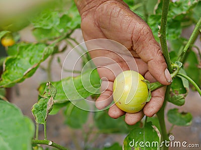 Beautiful fresh Thai eggplant in a hardwork farmer`s hand being harvested Stock Photo