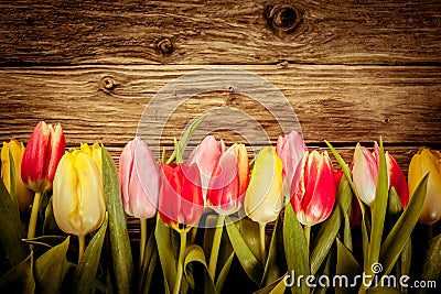 Beautiful fresh tulip border on rustic wood Stock Photo