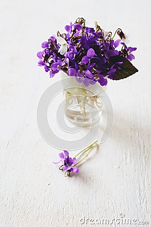 Beautiful fresh violets on white table Stock Photo
