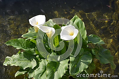 Beautiful fresh white flowers and green leaves of Zantedeschia plant, commonly known as arum or calla lily in sunny Spanish summer Stock Photo