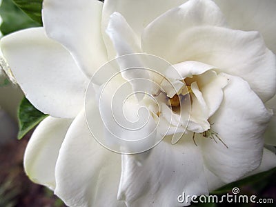 Beautiful freshly flowered white jasmine with spider perched on its petals in the sunny spring garden Stock Photo