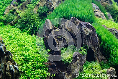 Beautiful freshwater aquarium aquatic plants with horned Nerite Snail (Clithon corona) and aquarium fish Stock Photo