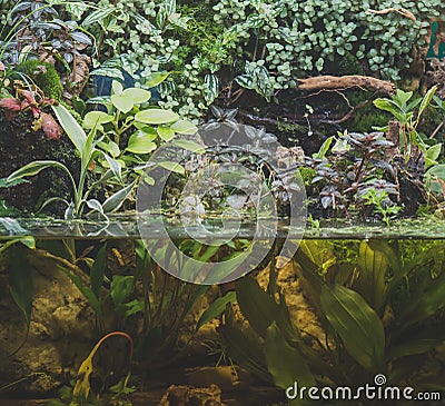 Beautiful freshwater green aquarium. Stock Photo