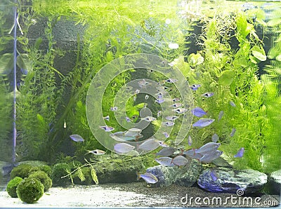 Beautiful freshwater planted aquarium Stock Photo
