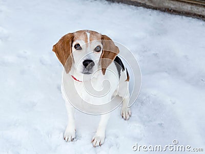 Beautiful friendly-looking Beagle sitting on snow-covered sidewalk Stock Photo