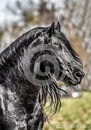 Beautiful black friesian stud stallion Stock Photo