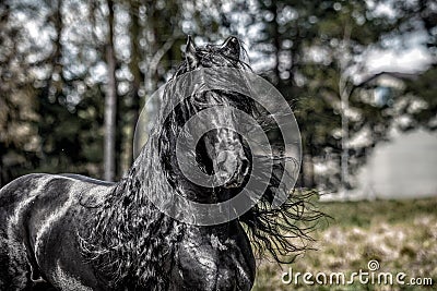 Beautiful black friesian stud stallion Stock Photo