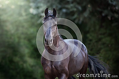 Beautiful frisian horse Stock Photo