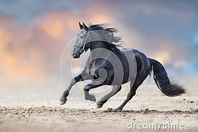 Beautiful frisian stallion Stock Photo