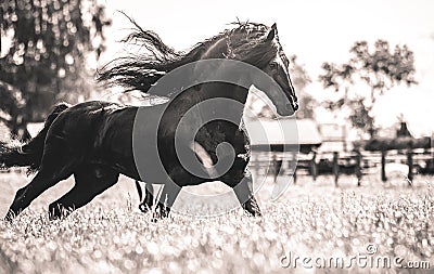 A beautiful Frisian stallion running free. Stock Photo