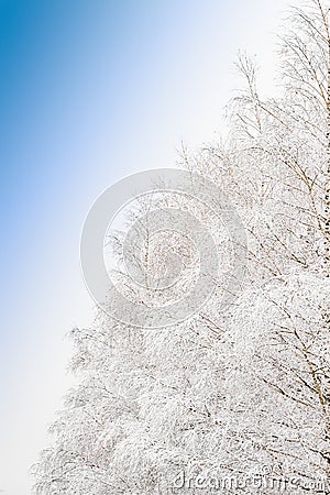 Beautiful frosty morning view with frozen branches of snowy tree Stock Photo
