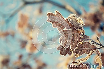 Beautiful frosty oak tree leave on peaceful sunny winter day against clear blue sky background Stock Photo