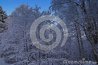 Beautiful frosty winter day, snow-covered trees. Stock Photo