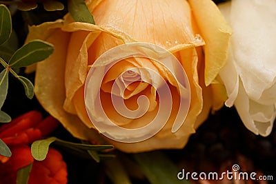 Macro on frozen yellow and white roses. Beautiful Funeral arrangement Stock Photo