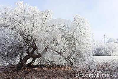 Beautiful frozen tree in park Stock Photo