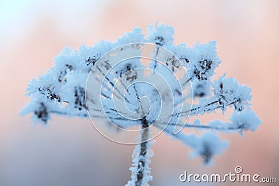 Beautiful frozen winter plant Stock Photo