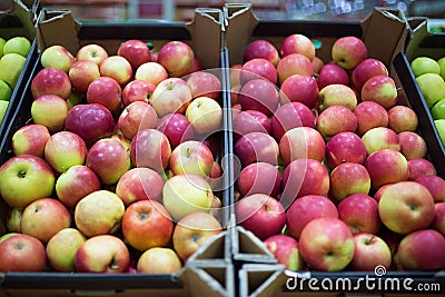 Beautiful fruit background with red apples in a cardboard box Stock Photo