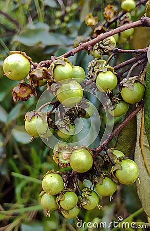 Beautiful fruit of the murici, in pequizeiro in the garden in the backyard in the rural region of the Jardim das Oliveiras neighbo Stock Photo