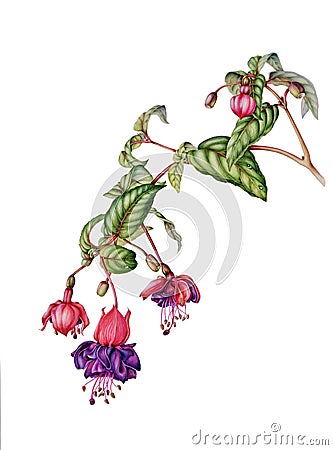 Beautiful fuchsia branch with flowers, buds and berries Cartoon Illustration