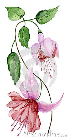 Beautiful fuchsia flower on a twig with green leaves. Isolated on white background. Watercolor painting. Cartoon Illustration