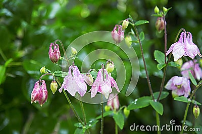 Beautiful fuchsia flowers after rain,Dicentra spectabilis flower Stock Photo