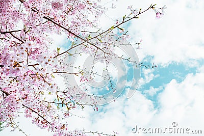 Beautiful full bloom cherry Blossom in the early spring season. Pink Sakura Japanese flower in over the blue sky. Japanese Garden Stock Photo