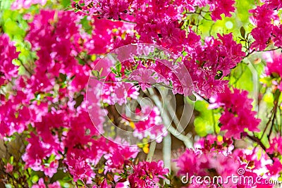 Beautiful full bloom colorful Indian Azaleas Rhododendron simsii flowers Stock Photo