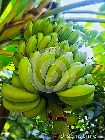 Beautiful full bunch bananas on green tree with sunlight Stock Photo