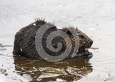Beautiful full grown brown furred beaver Stock Photo
