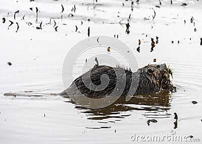 Beautiful full grown brown furred beaver Stock Photo