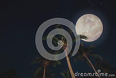 Beautiful full moon over tropical palm forest Stock Photo