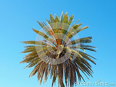 Beautiful full palm tree with fine green orange leaves and clear blue Sky background in Malaga Spain Stock Photo