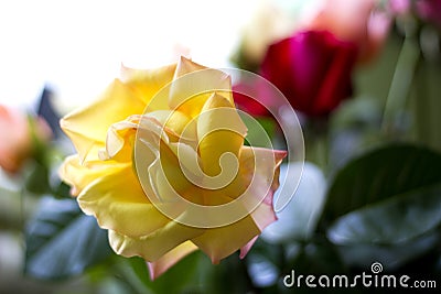 Beautiful full rose in a bouquet Stock Photo