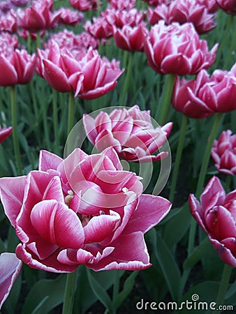 Glade of pink tulips Stock Photo