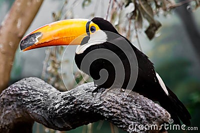 A beautiful and funny tropical toucan bird with a huge yellow-orange beak and black plumage sits on a branch Stock Photo