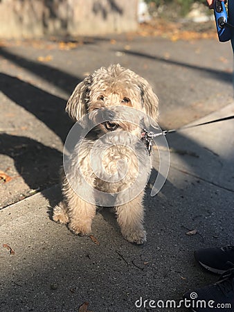 Beautiful furry dog in sunlight with shadows Stock Photo