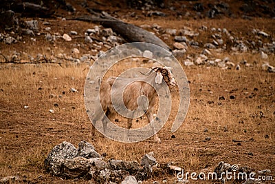 beautiful furry goat with horns walking on stoned meadow Stock Photo