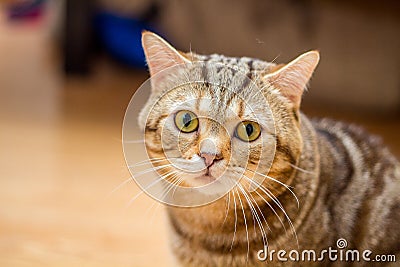 A beautiful and furry Scotch cat Stock Photo