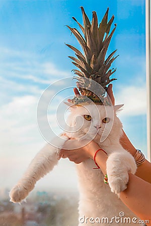 Beautiful furry white cat with pineapple on the head Stock Photo