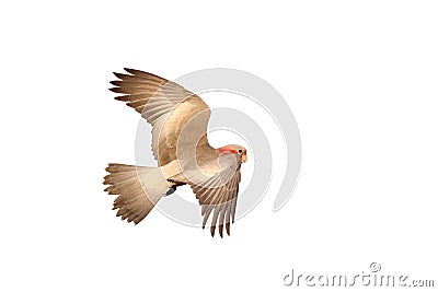 Beautiful of Galah cockatoo flying isolated on white background. Stock Photo