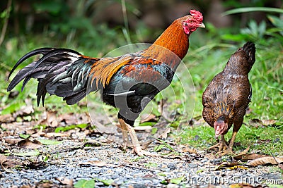 Beautiful gamecocks and family walking and find food in nature Stock Photo