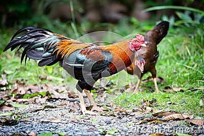 Beautiful gamecocks and family walking and find food in nature Stock Photo